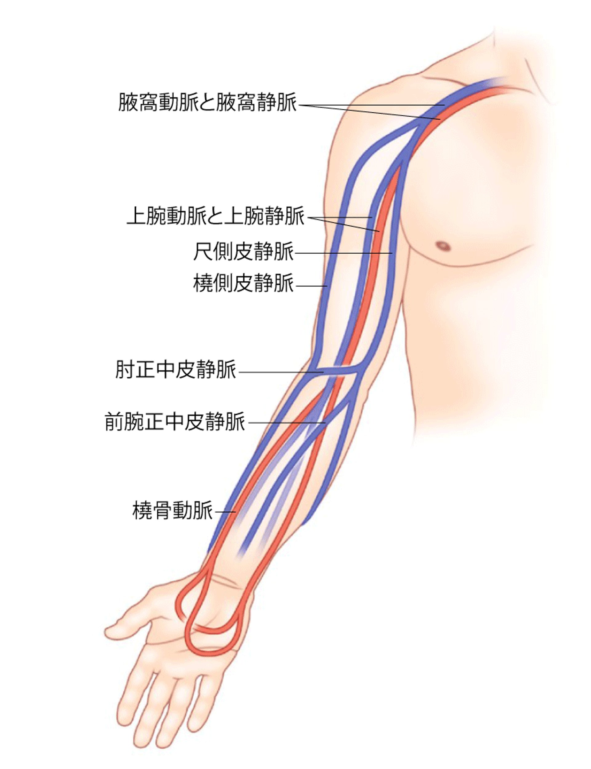 動脈および静脈の解剖