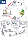 Ciclo di vita di Cryptosporidium