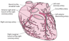 Arteries of the Heart