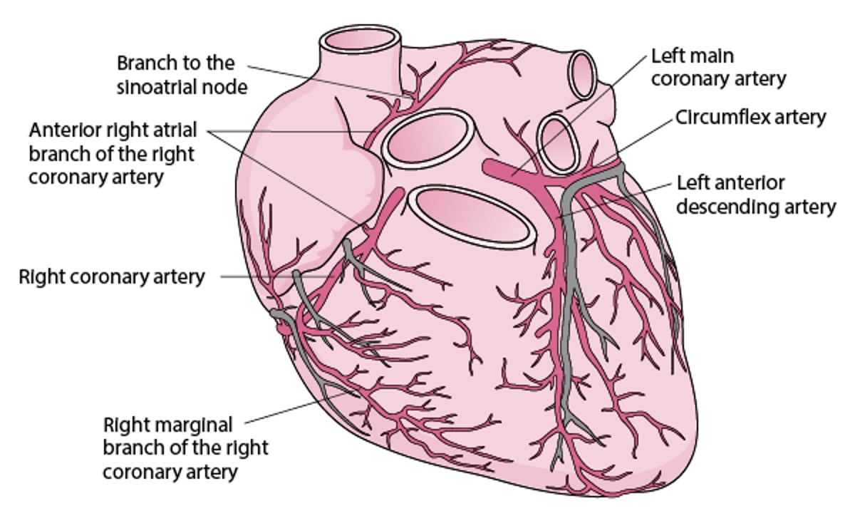 Arteries of the Heart