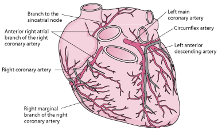 Arteries of the Heart