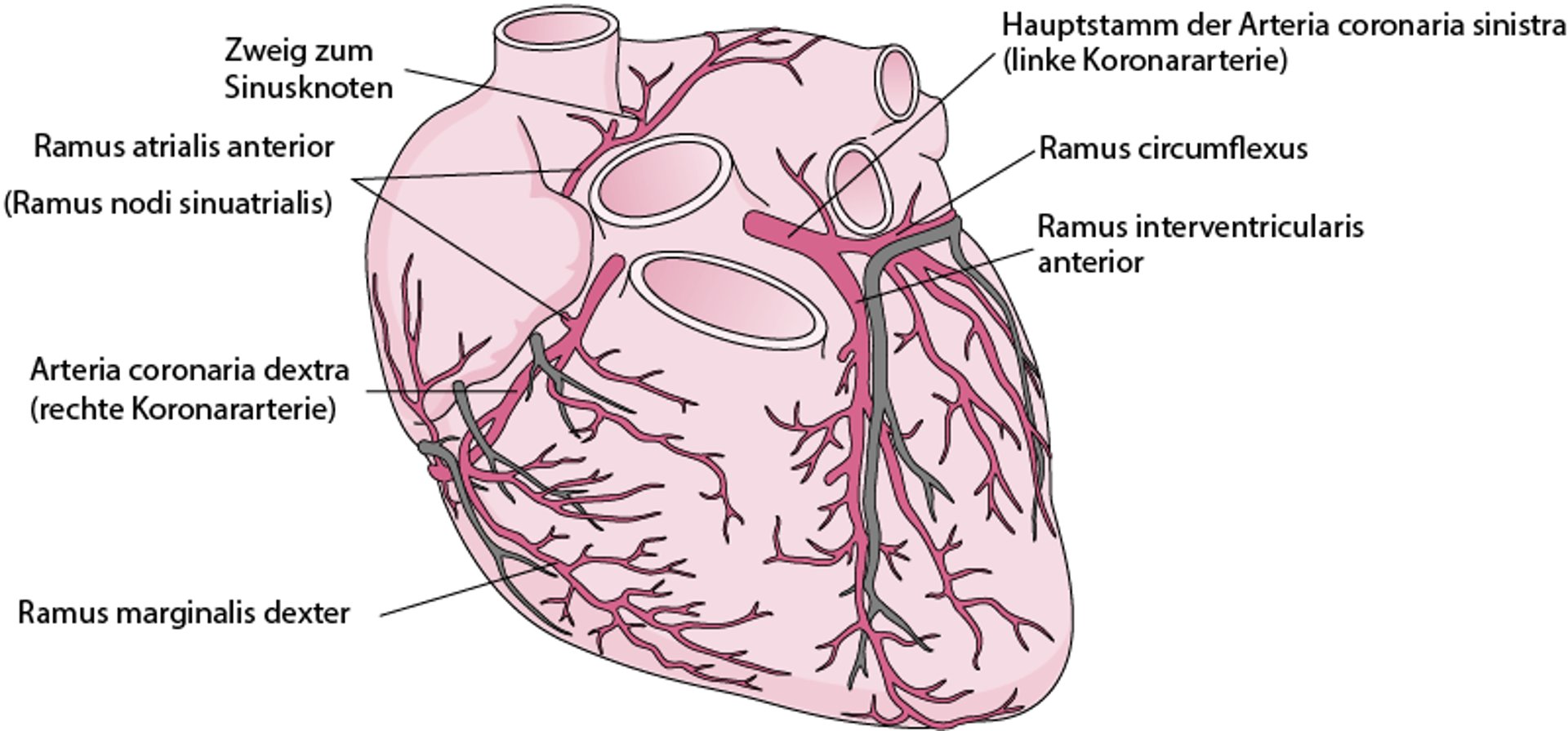 Arterien des Herzens