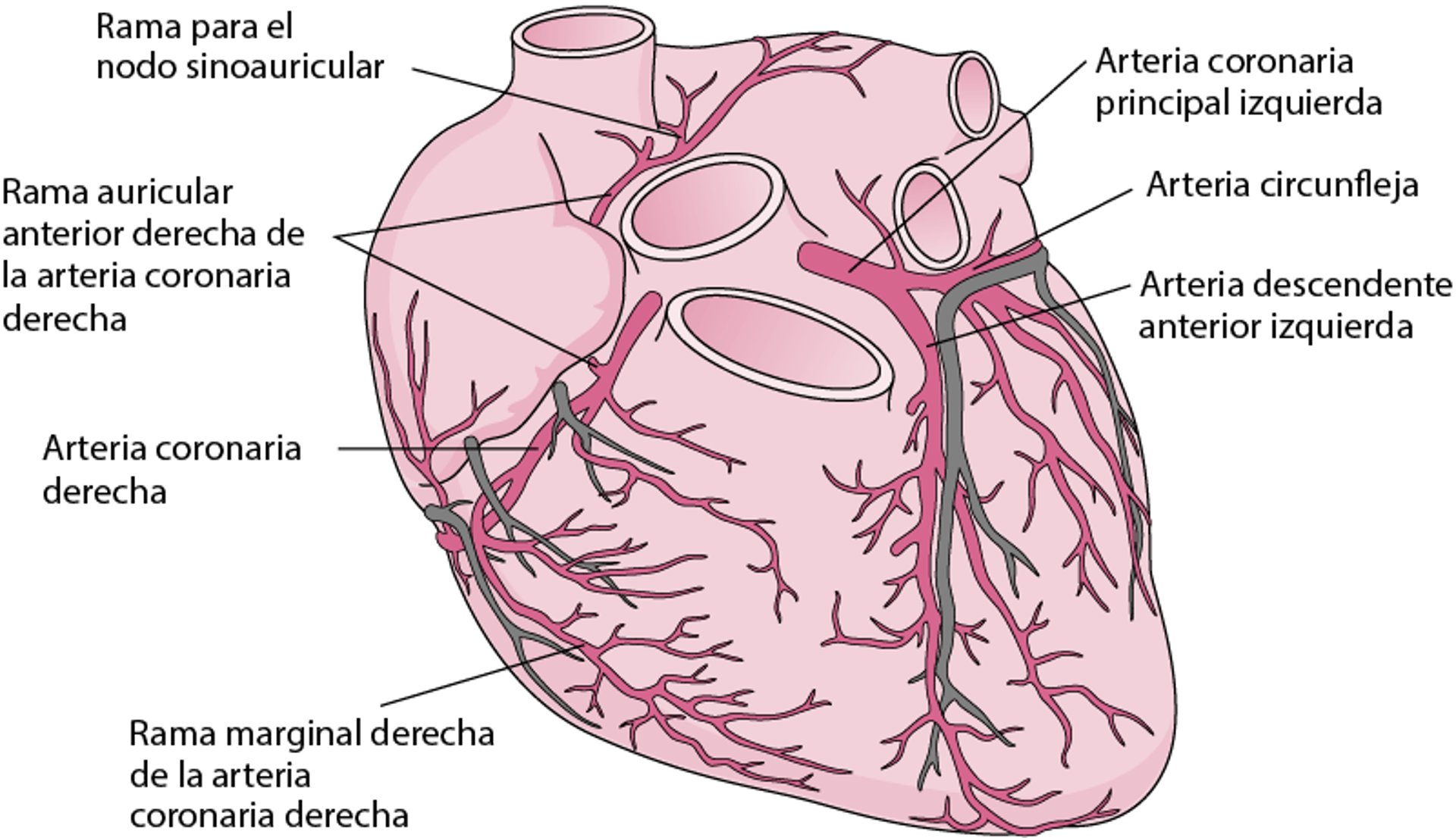 Arterias del corazón