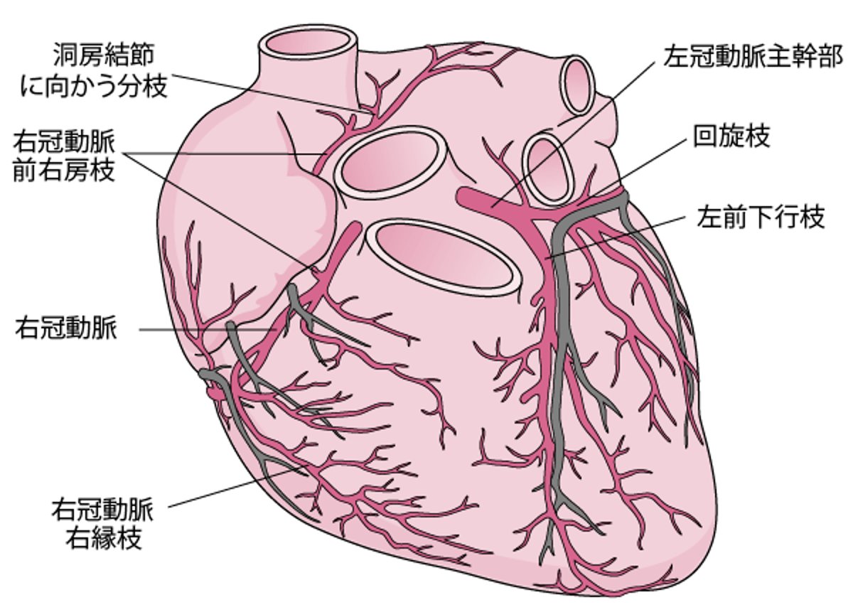 心臓の動脈