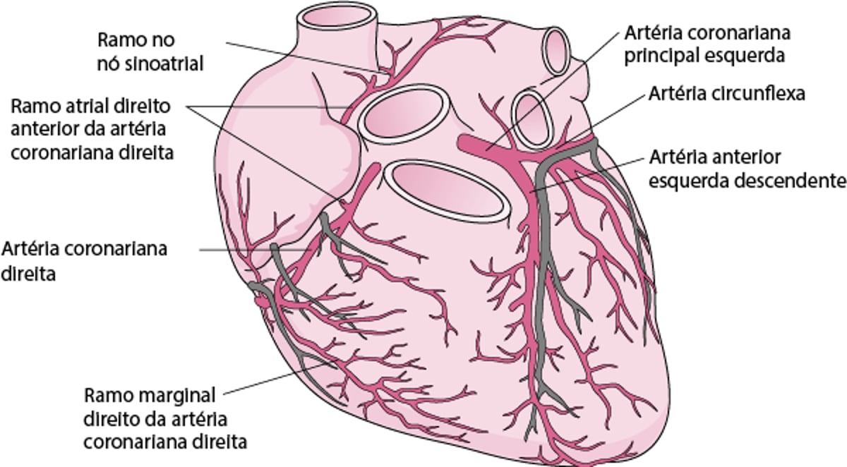 Artérias do coração