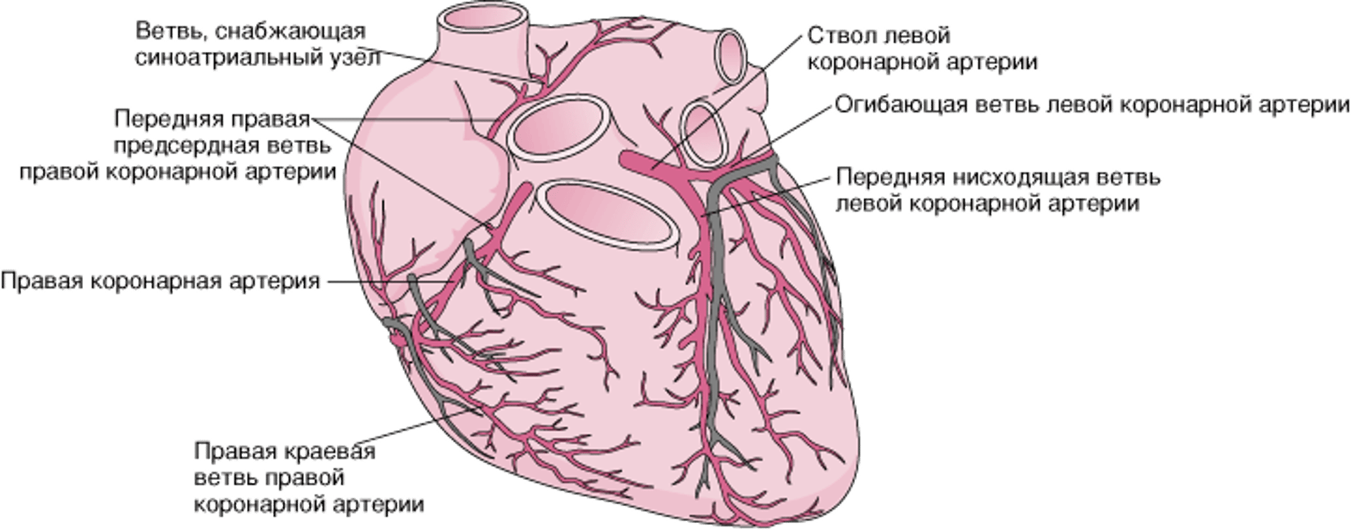Артерии сердца