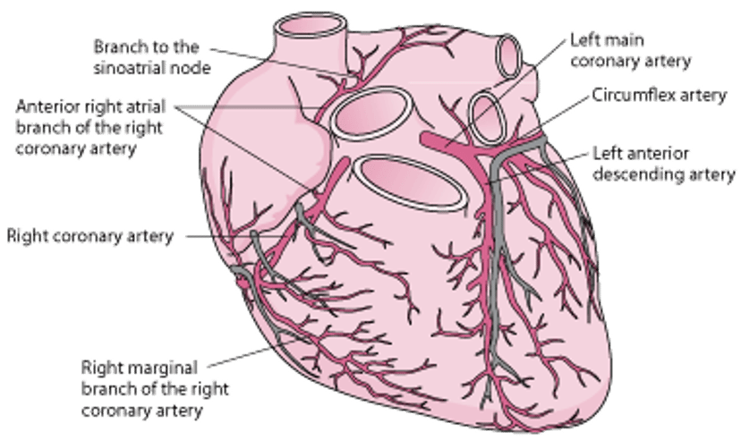Артерії серця