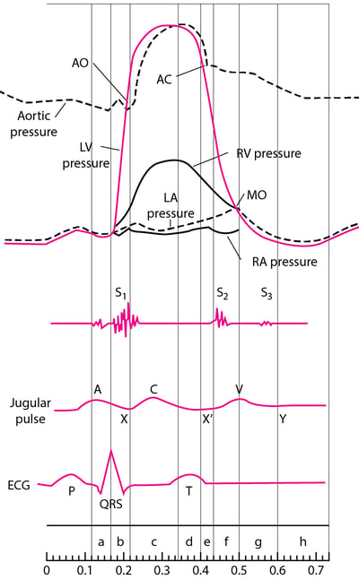Diagram of the Cardiac Cycle, Showing Pressure Curves of the Cardiac Chambers, Heart Sounds, Jugular Pulse Wave, and the ECG