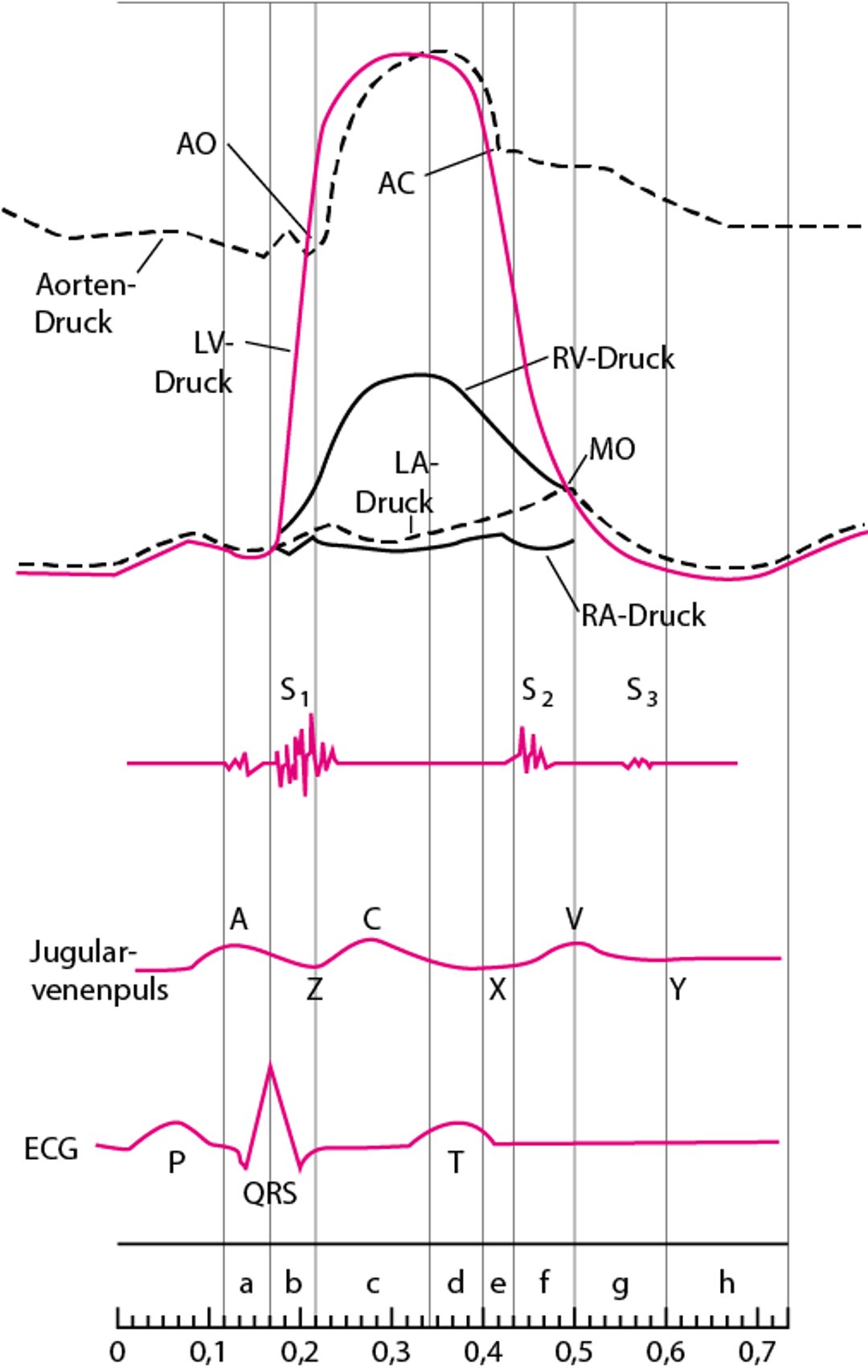Diagramm der Herzzyklus mit Druckkurven der Herzkammern, Herztöne, Jugularvenenpulswelle und EKG