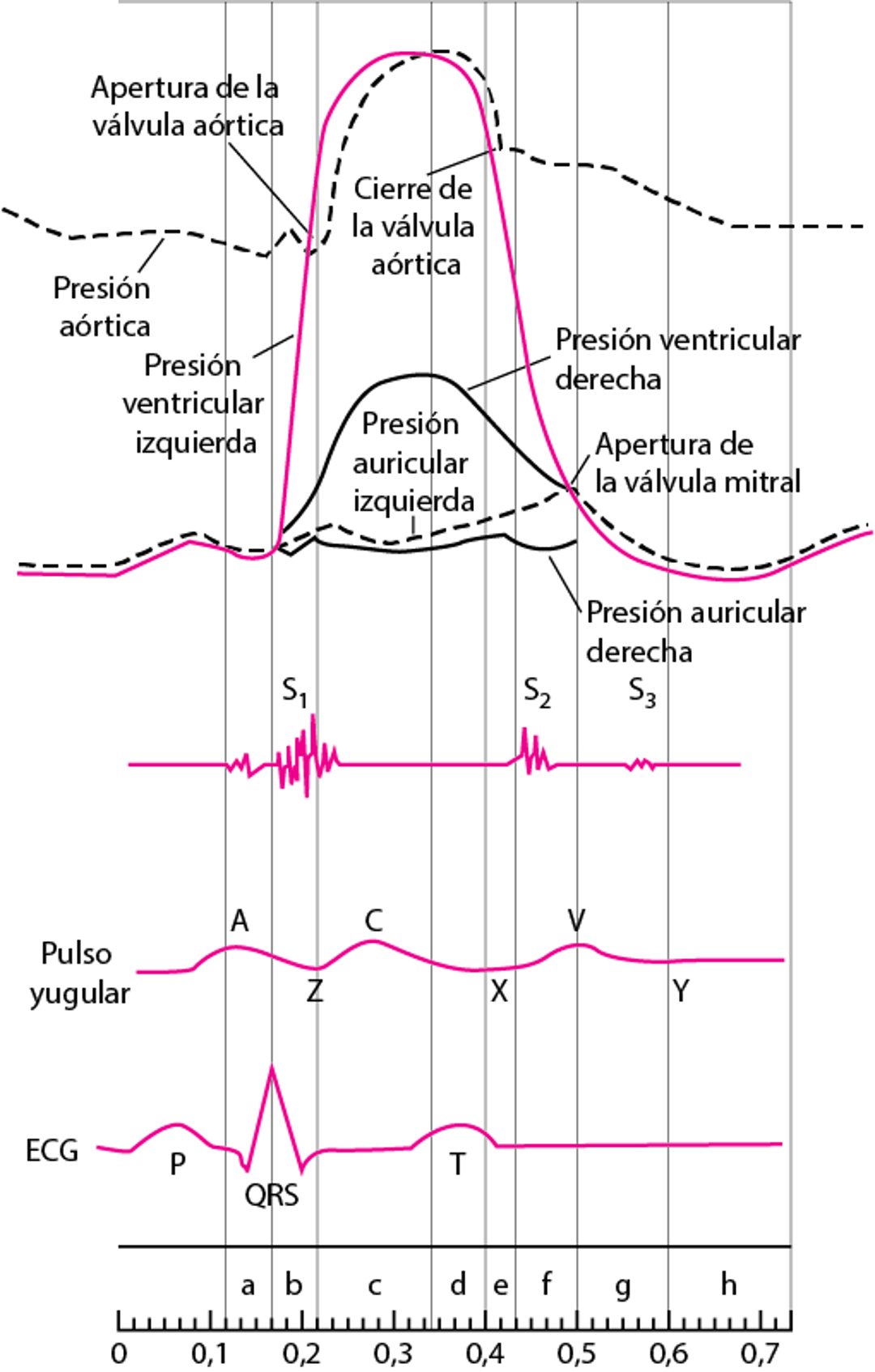 Diagrama del ciclo cardíaco que muestra las curvas de presión de las cámaras cardíacas, los ruidos cardíacos, la onda del pulso yugular y el electrocardiograma (ECG)