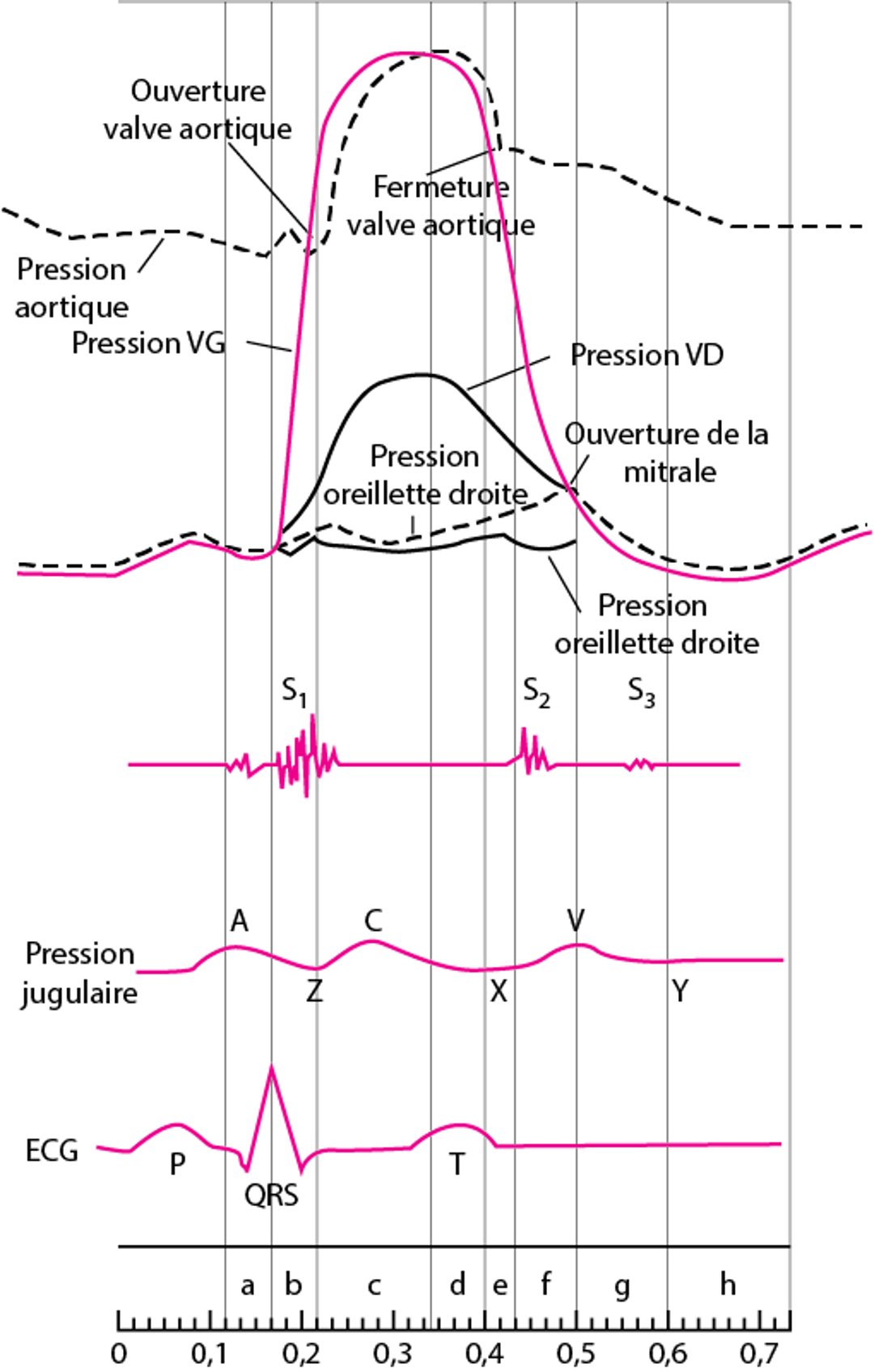 Diagramme du cycle cardiaque, montrant les courbes de pression dans les cavités cardiaques, les bruits cardiaques, l'onde de pression jugulaire et l'ECG