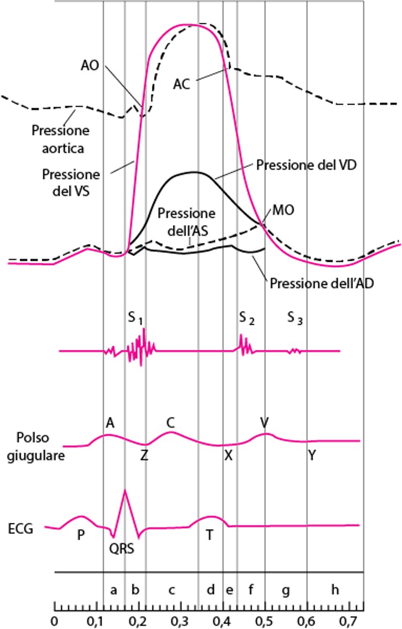 Diagramma del ciclo cardiaco, che mostra le curve di pressione delle camere cardiache, rumori cardiaci, polso giugulare e l'ECG
