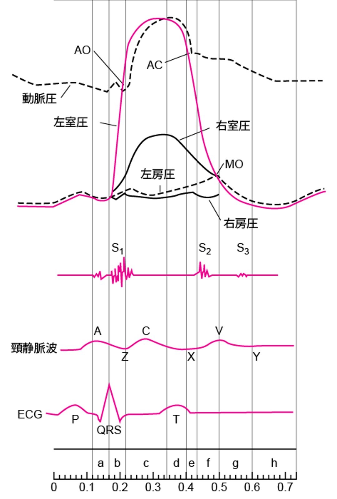 各心腔の内圧曲線,心音,頸静脈波,および心電図で示した心周期の図