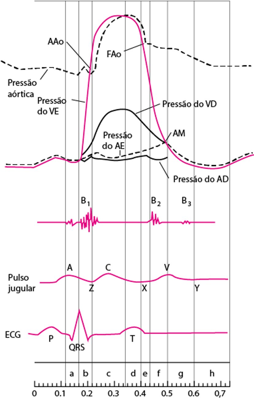 Diagrama do ciclo cardíaco, mostrando as curvas pressóricas das câmaras cardíacas, bulhas cardíacas, onda de pulso jugular e ECG