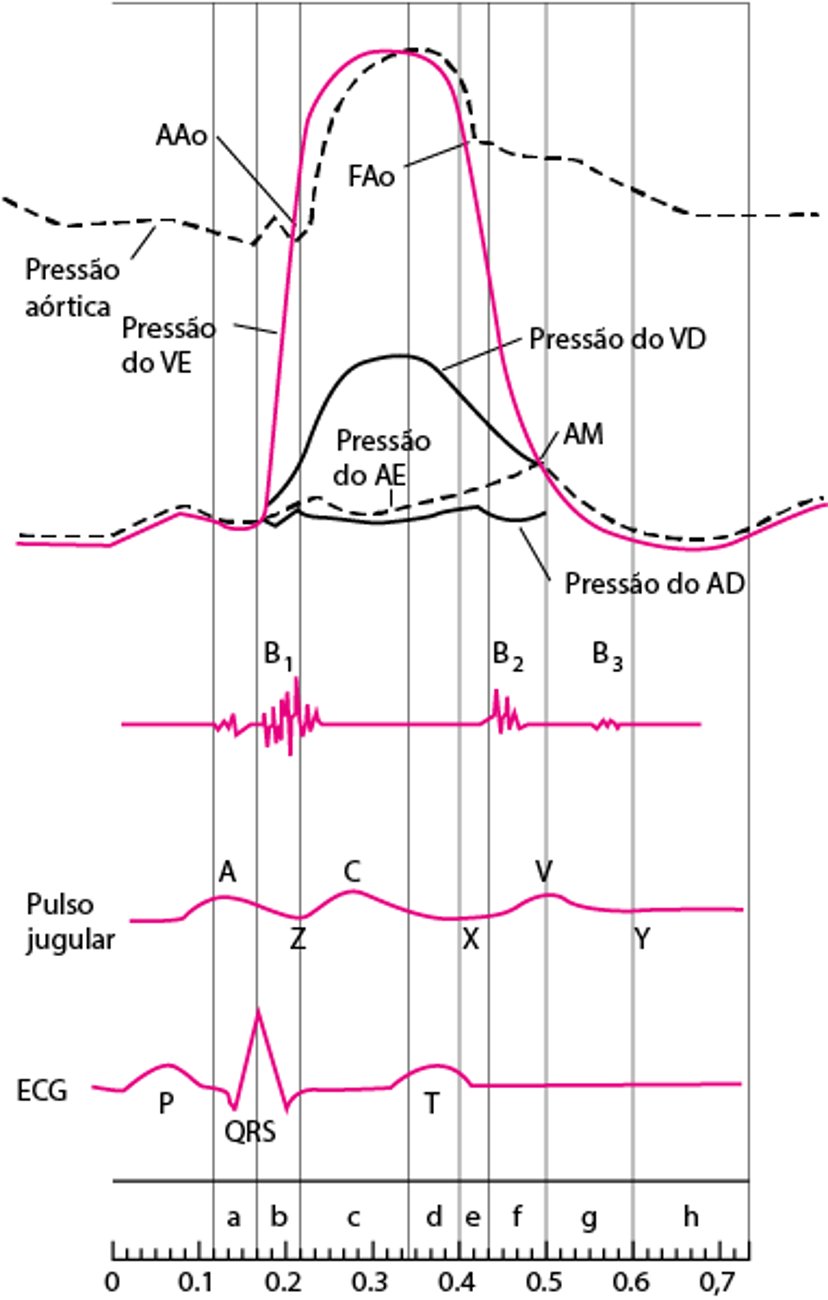 Diagrama do ciclo cardíaco, mostrando as curvas pressóricas das câmaras cardíacas, sons cardíacos, onda de pulso jugular e ECG