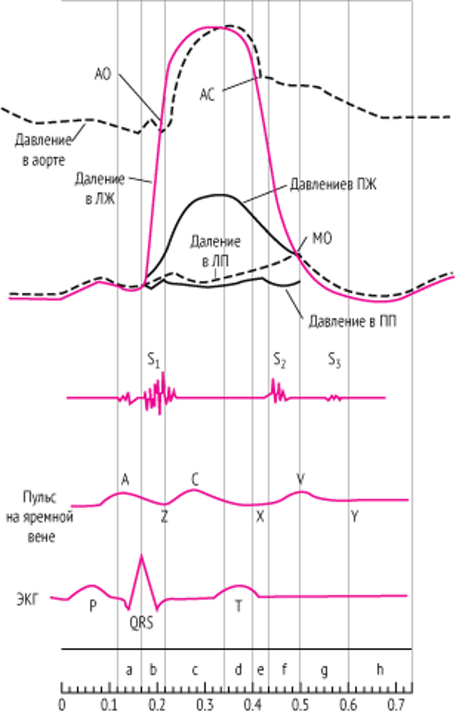 Диаграмма сердечного цикла, иллюстрирующая изменения давления в камерах сердца, сердечные тоны, пульсовую волну яремных вен и электрокардиограмму