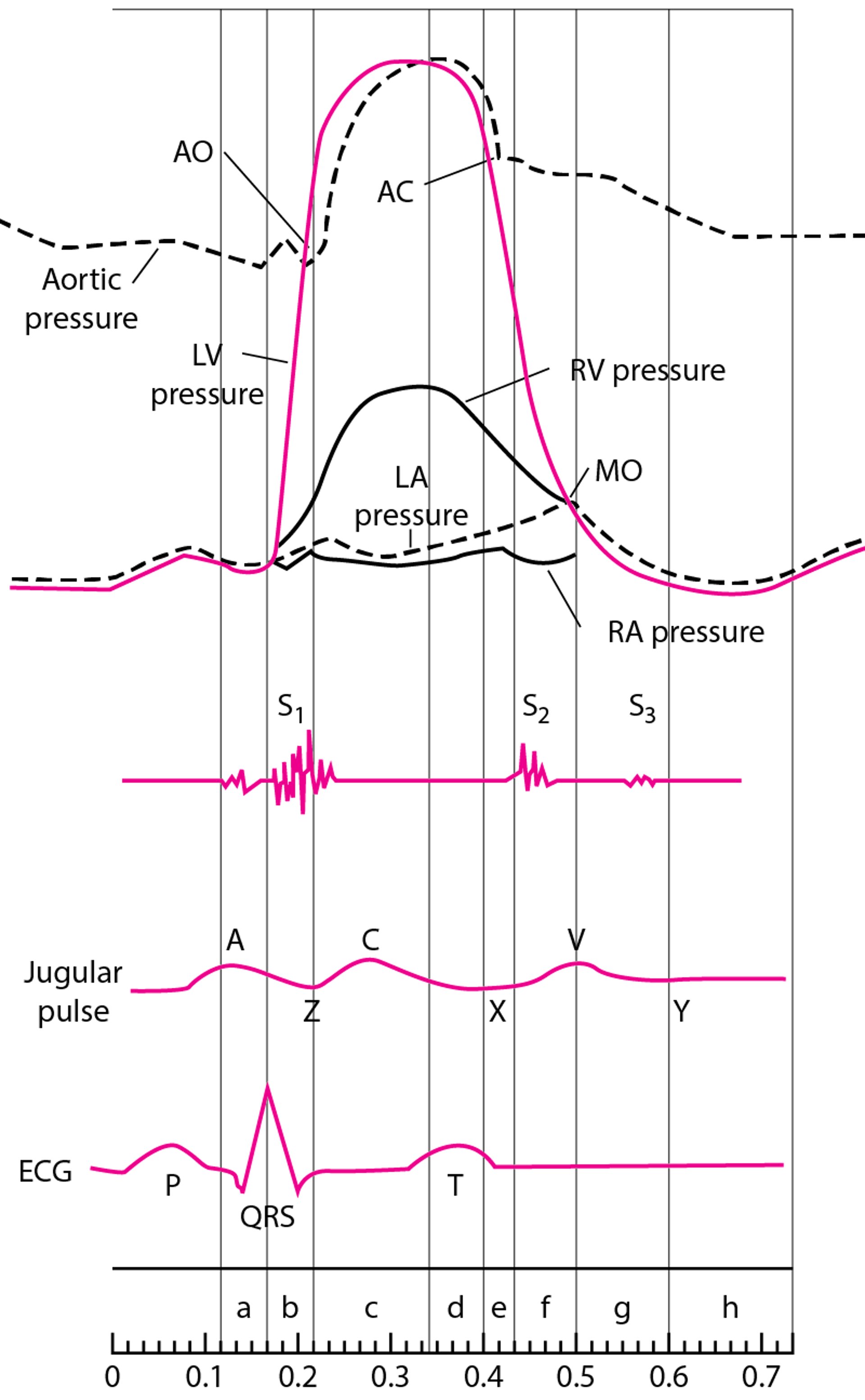 Діаграма серцевого циклу, що демонструє криві тиску в камерах серця, тони серця, яремну пульсову хвилю та ЕКГ