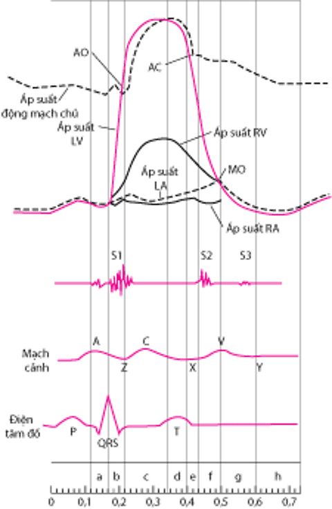 Sơ đồ chu kỳ tim, hiển thị đường cong áp lực của buồng tim, âm thanh của tim, sóng mạch cảnh và ECG