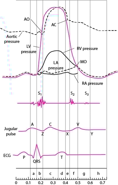 心动周期图,图示心腔压力曲线、心音、颈静脉波和心电图（ECG）