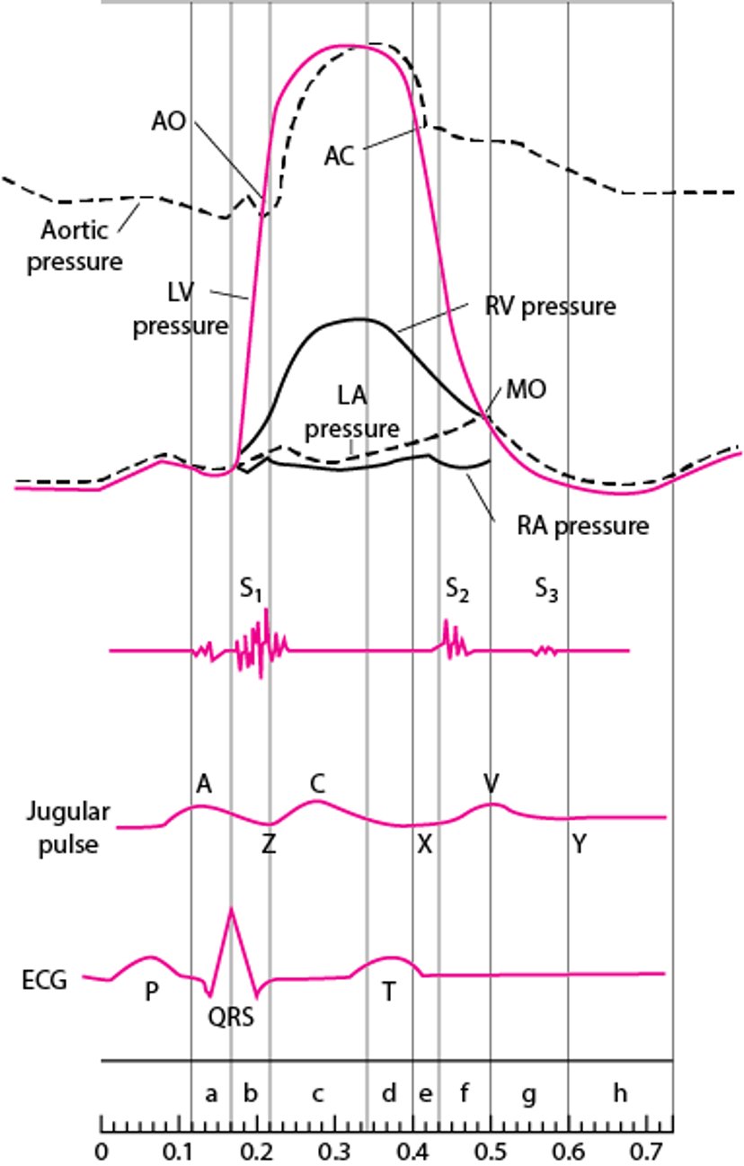心动周期图,图示心腔压力曲线、心音、颈静脉波和心电图（ECG）
