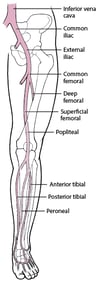 Deep Veins of the Legs