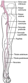 Veines profondes des jambes