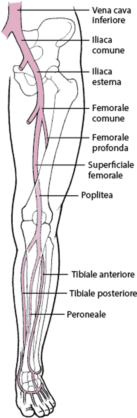 Vene profonde delle gambe