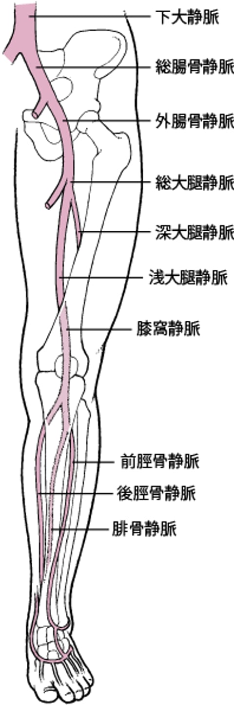 下肢の深部静脈