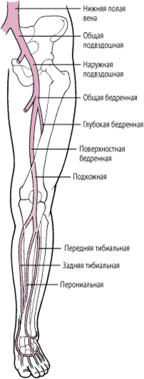 Глубокие вены нижних конечностей