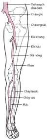 Tĩnh mạch sâu ở chân