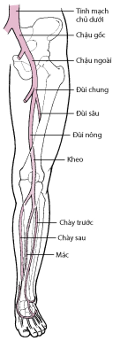 Tĩnh mạch sâu ở chân