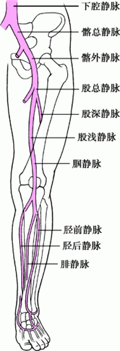 腿部深静脉