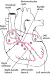 Electrical Pathway Through the Heart