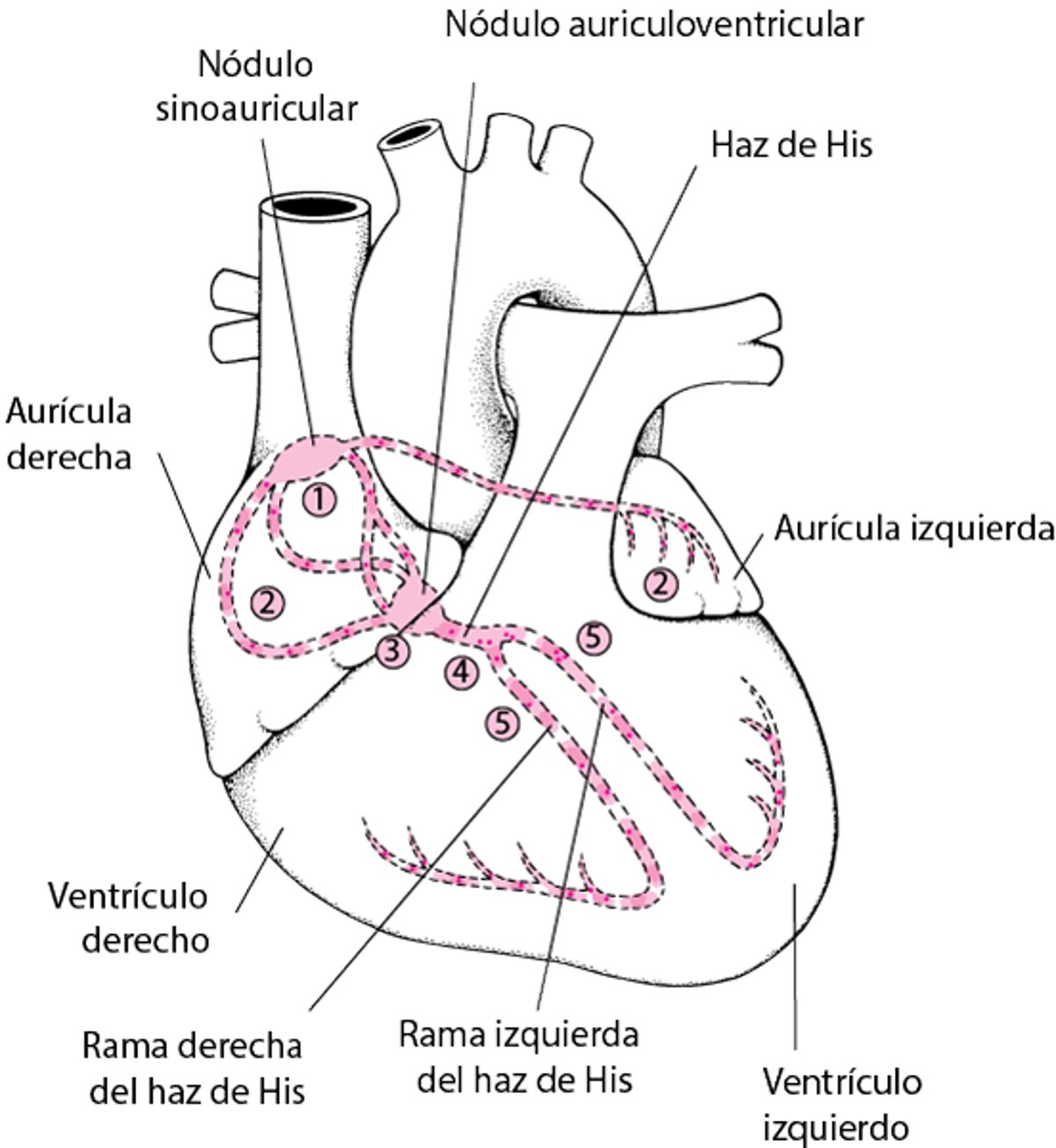 Vía eléctrica a través del corazón