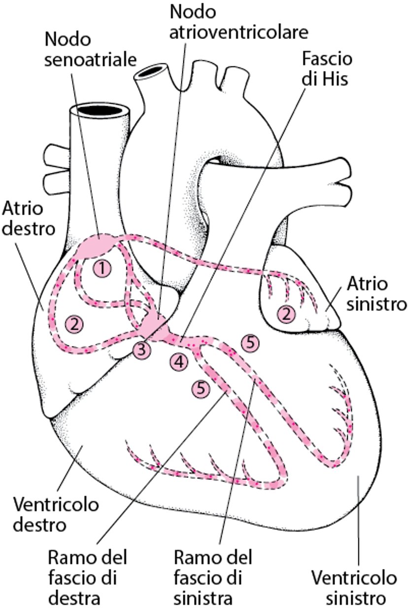 Percorso degli impulsi elettrici attraverso il cuore
