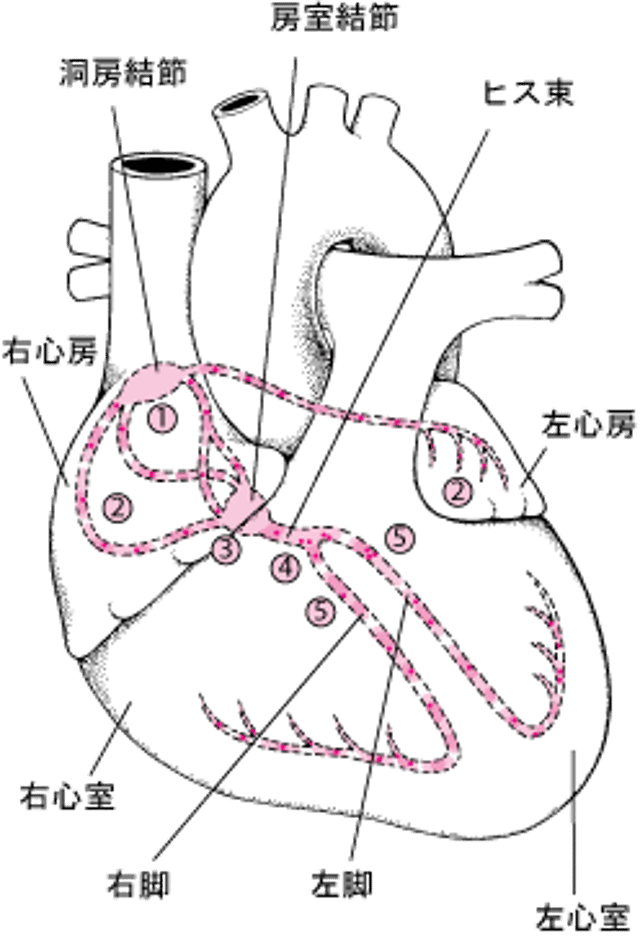 心臓内の電気刺激の伝導経路