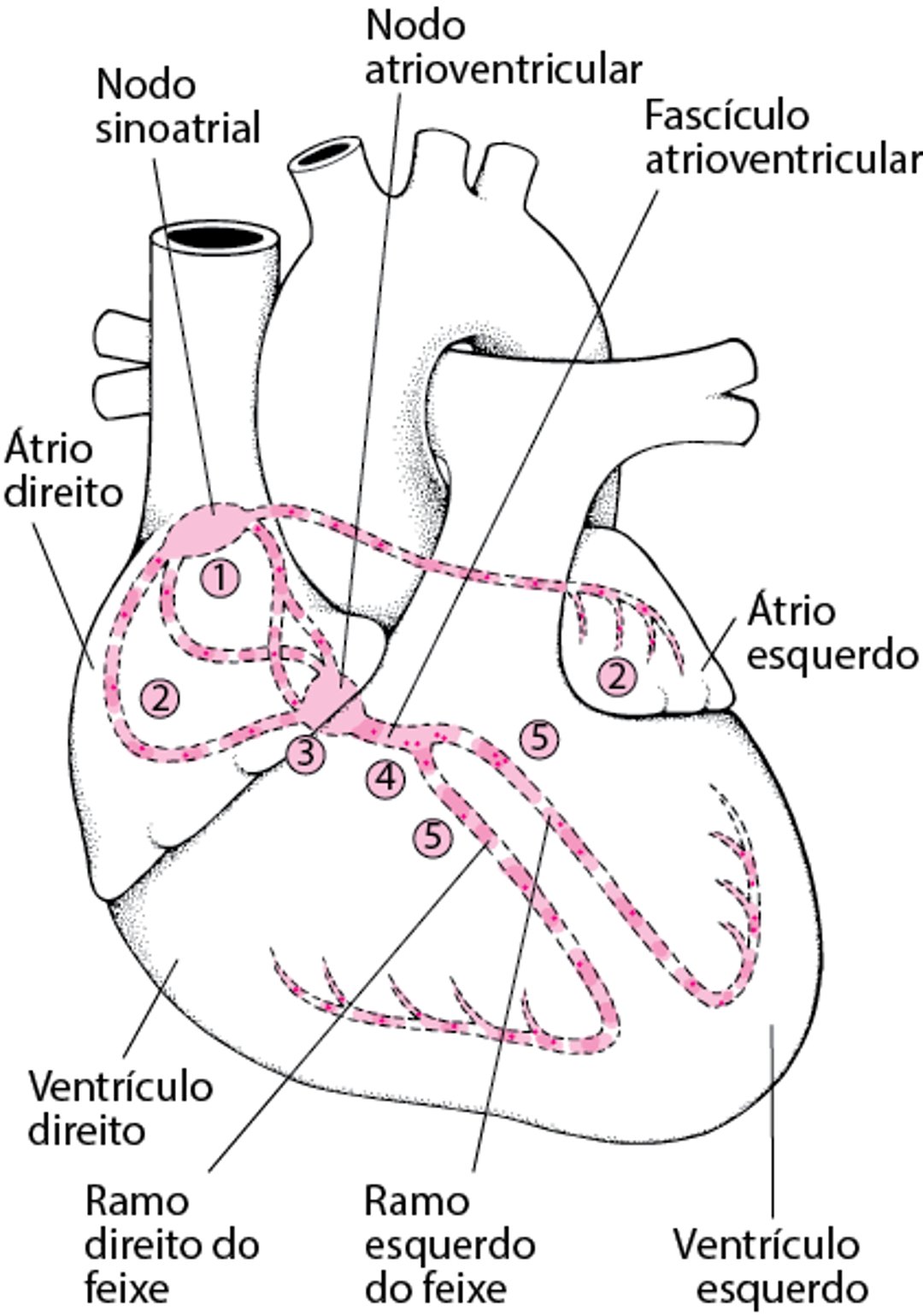 Sistema de condução cardíaco