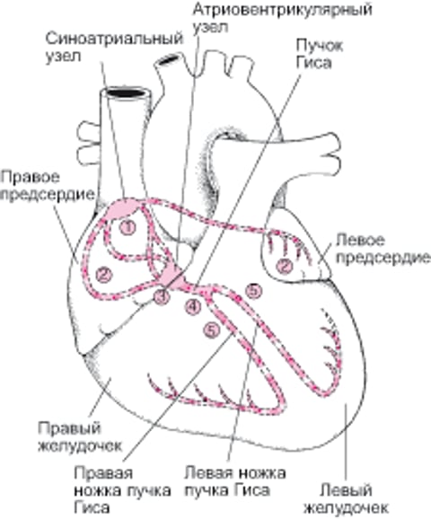 Электрический путь через сердце