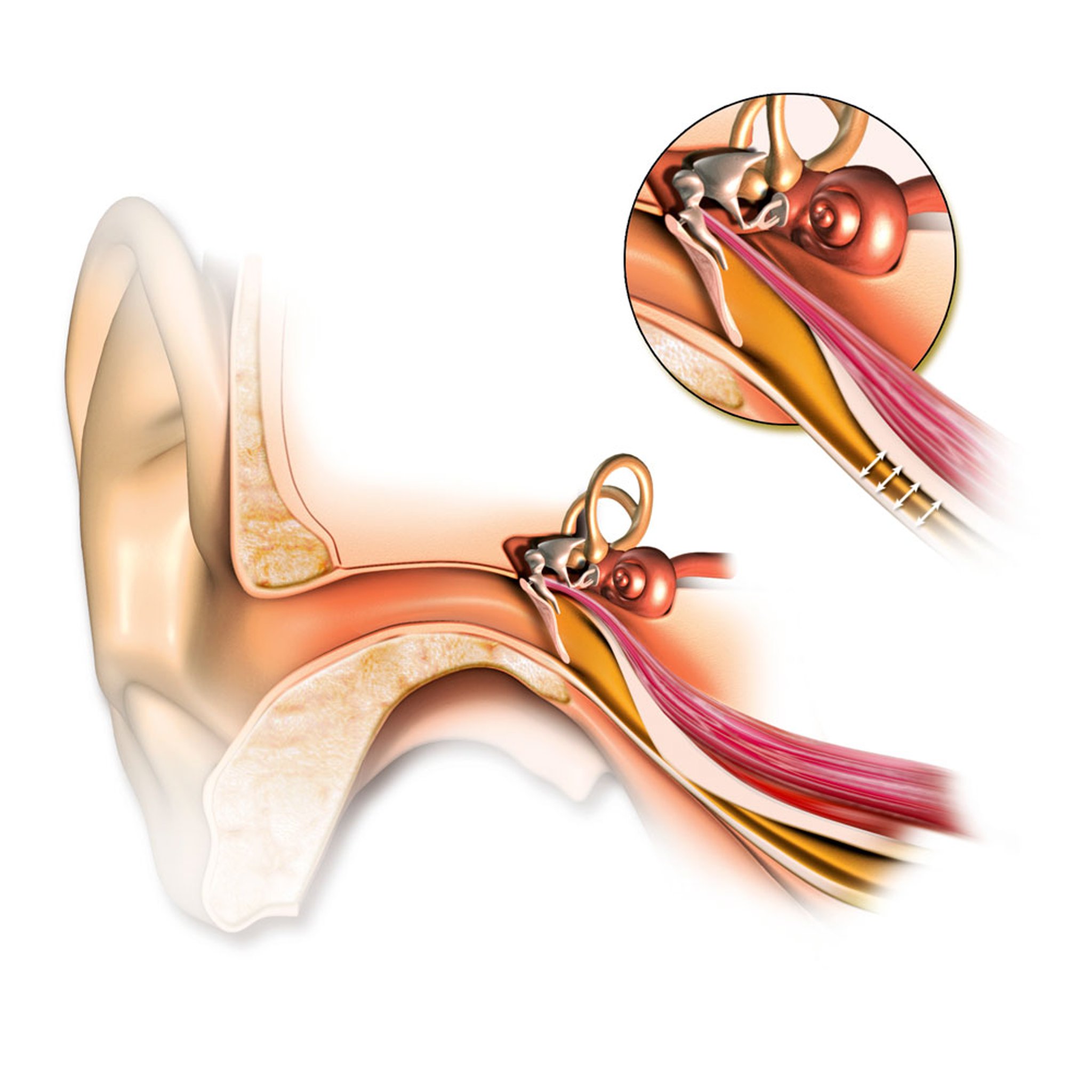 Eustachian Tube Anatomy