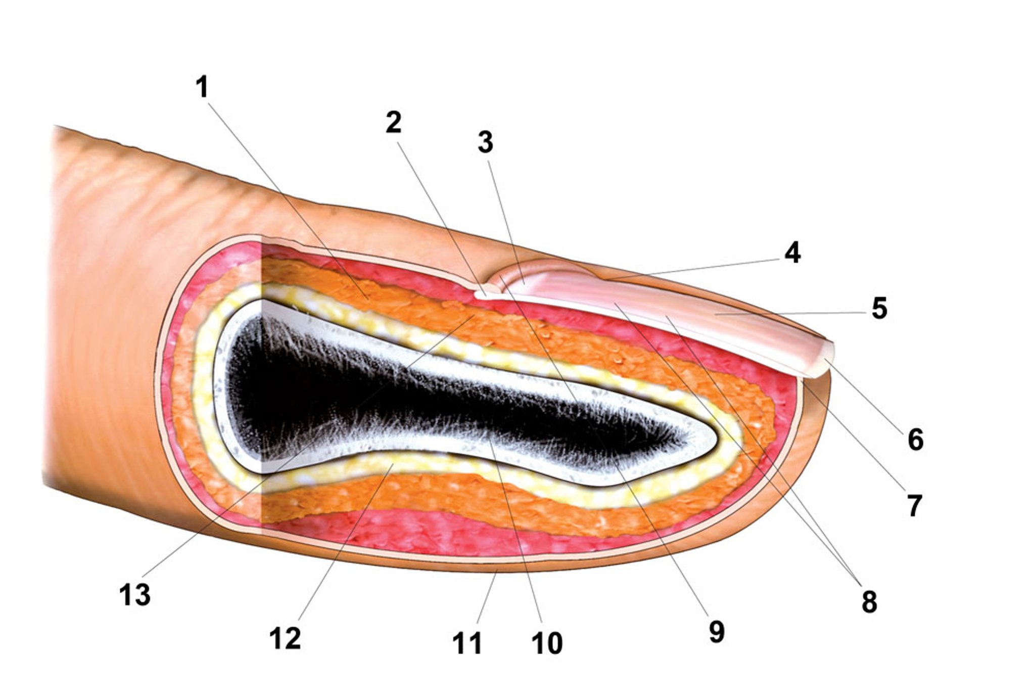 Anatomia dell'unghia del dito
