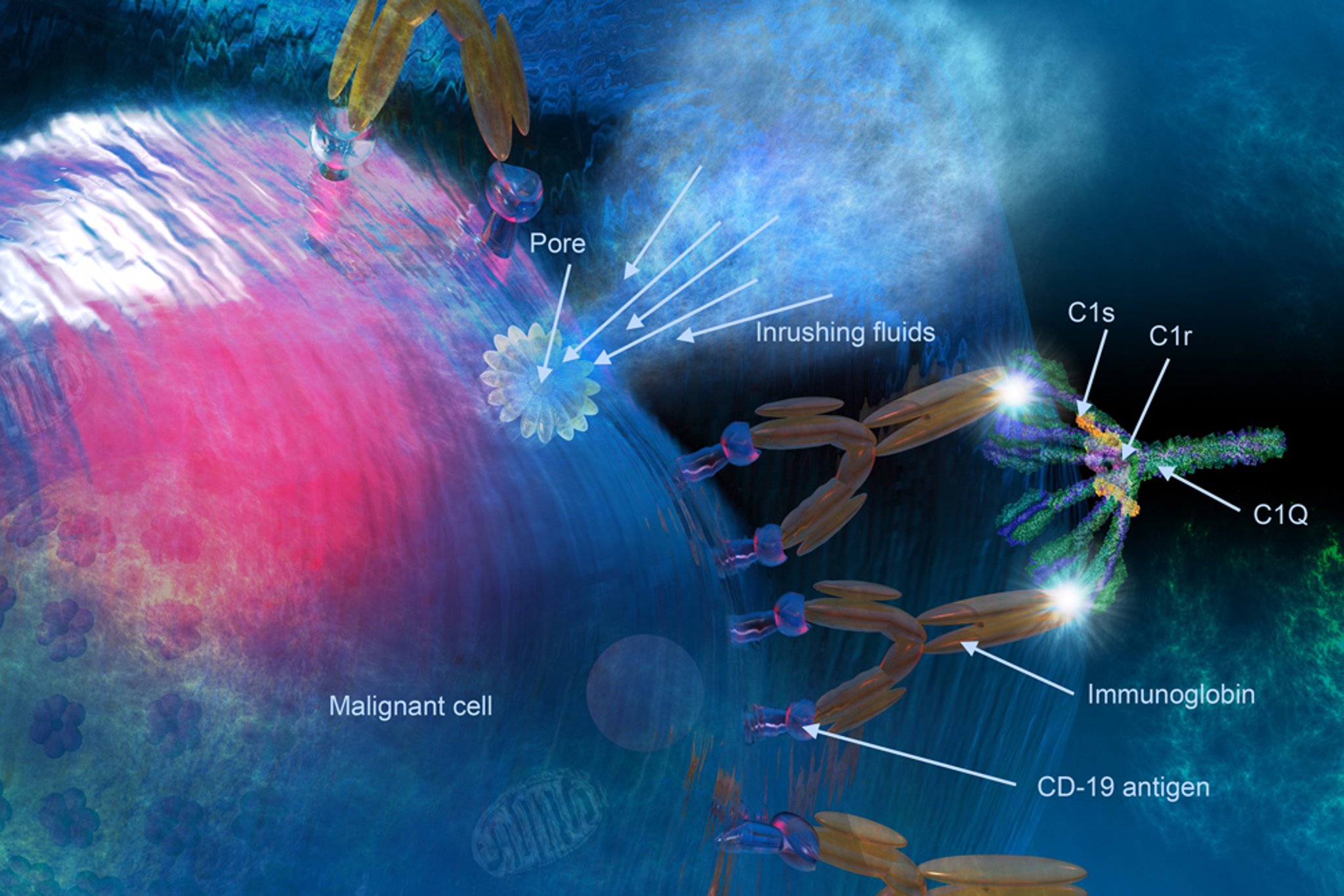 Membrane Attack Complex (MAC)