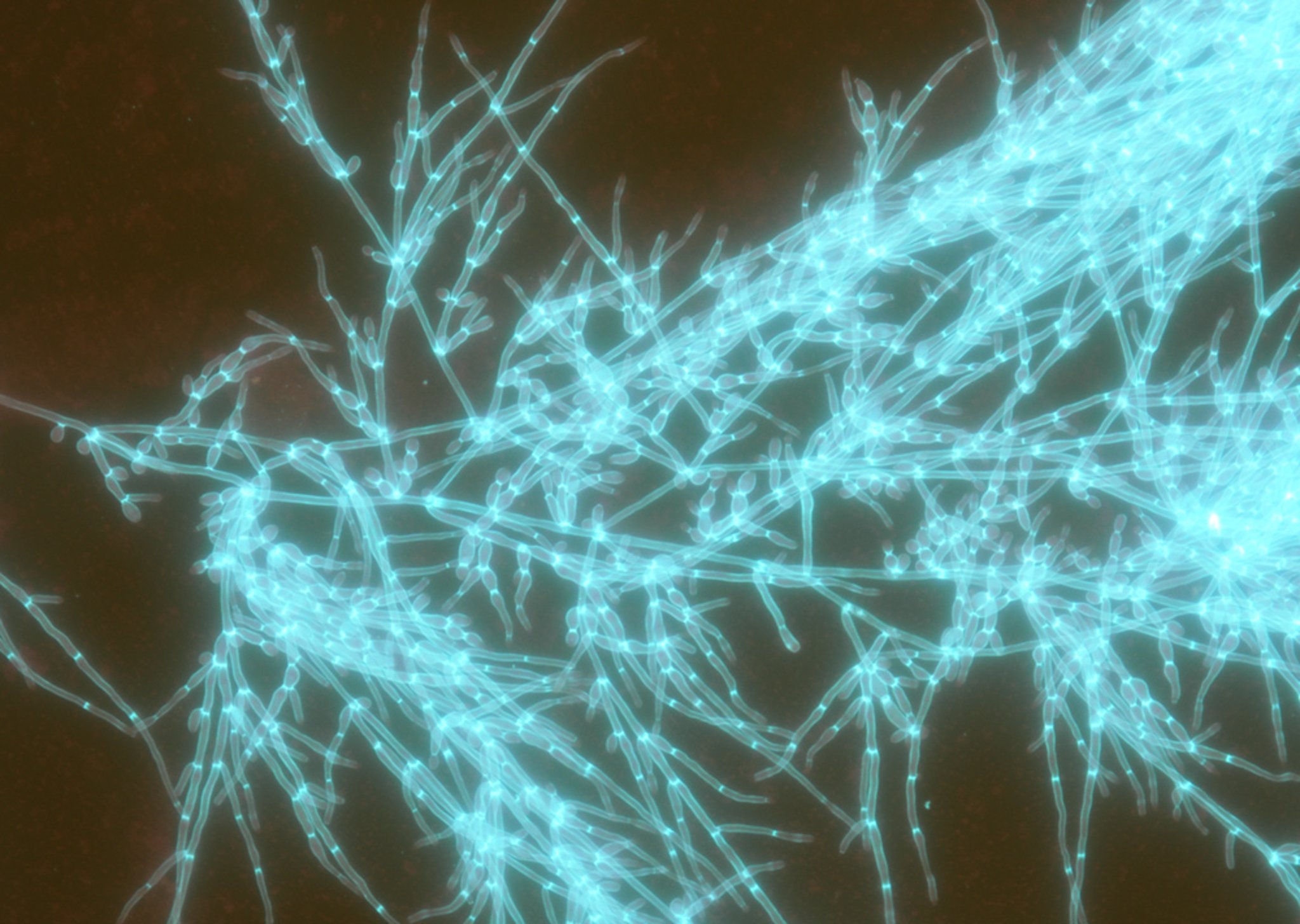 <i >Candida albicans</i>白色念珠菌