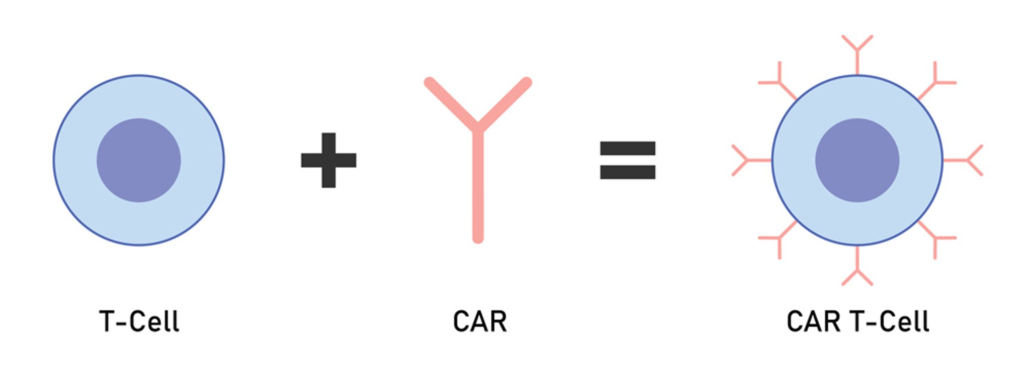 CAR T细胞疗法