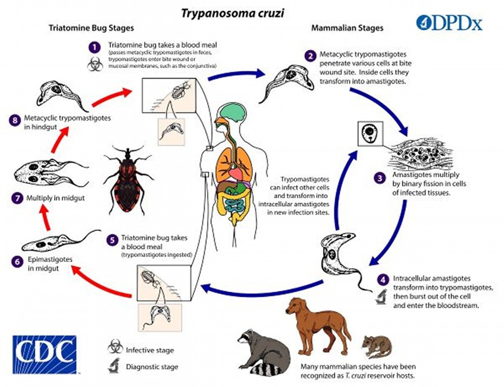 クルーズトリパノソーマ（<i >Trypanosoma cruzi</i>）の生活環