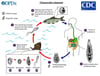 Clonorchis sinensis Life Cycle