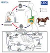クリプトスポリジウム（Cryptosporidium）の生活環