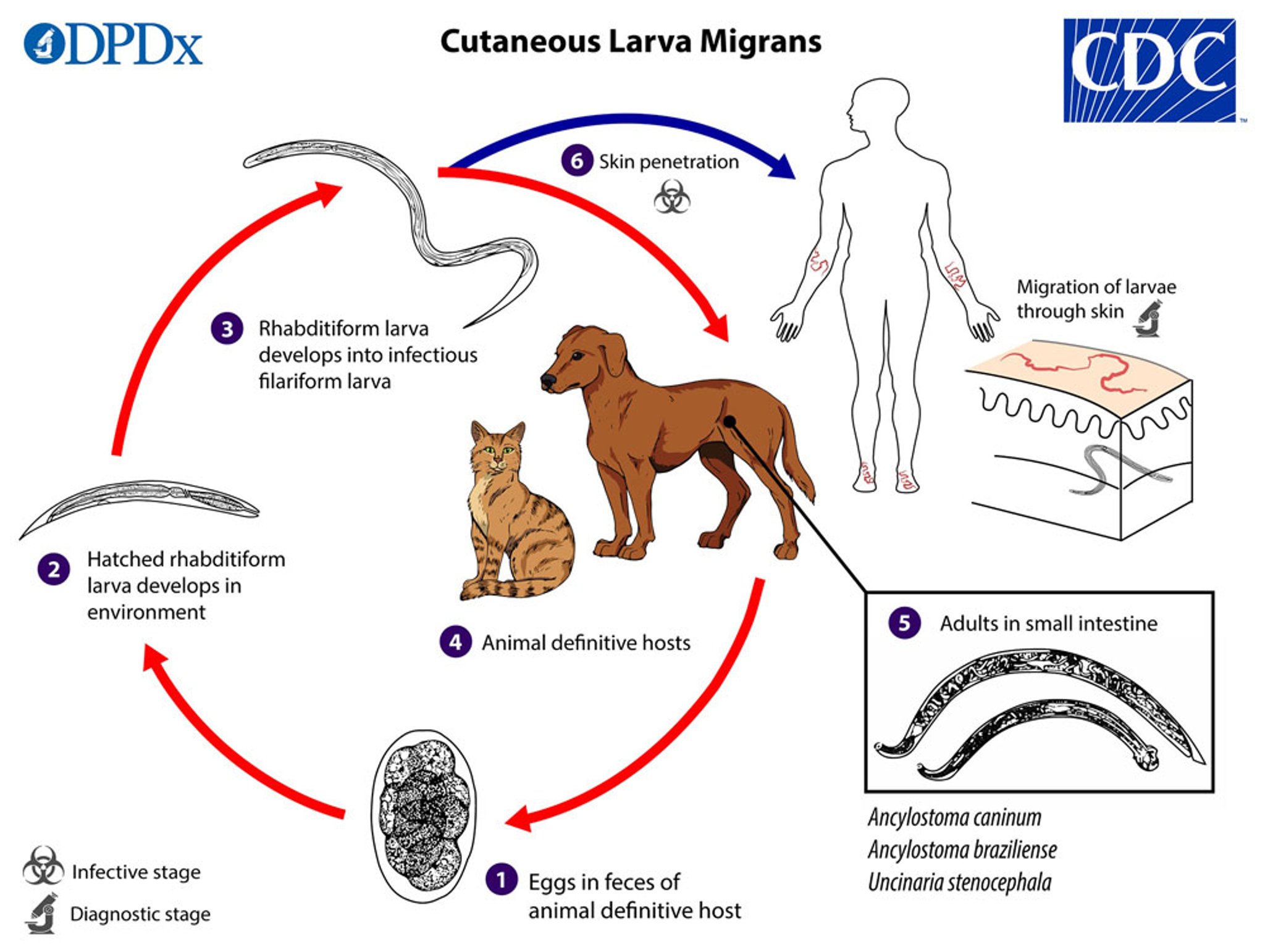 Trasmissione zoonotica della larva migrans cutanea