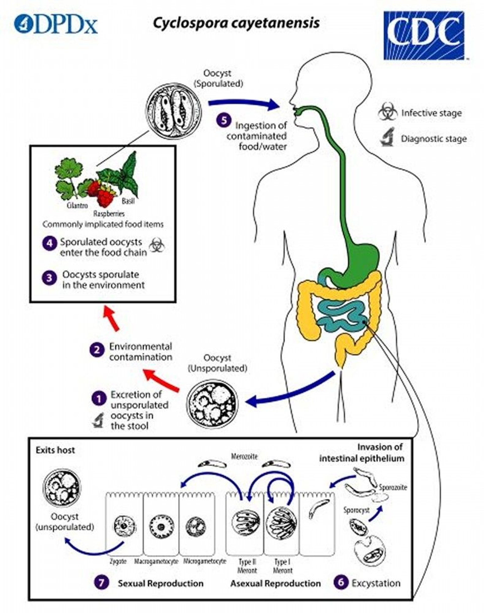 サイクロスポーラ（<i >Cyclospora</i>）の生活環