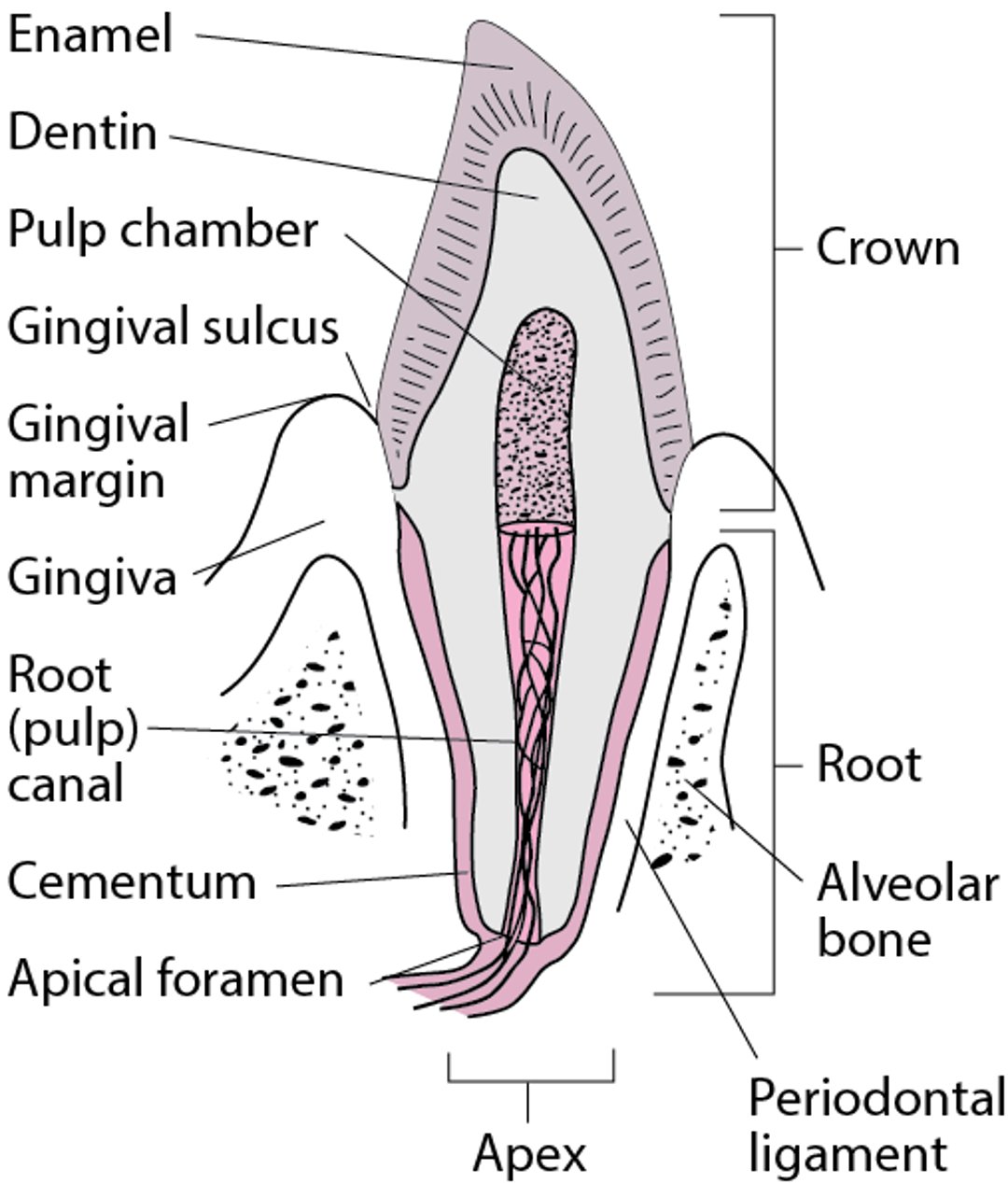 Cross Section of a Canine Tooth