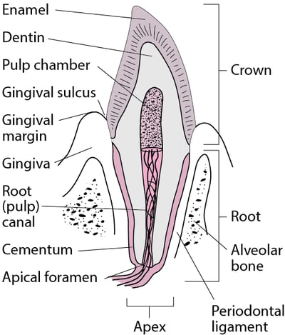 Cross Section of a Canine Tooth